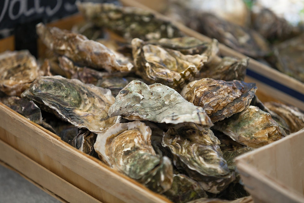 Cluster of Oysters in a box